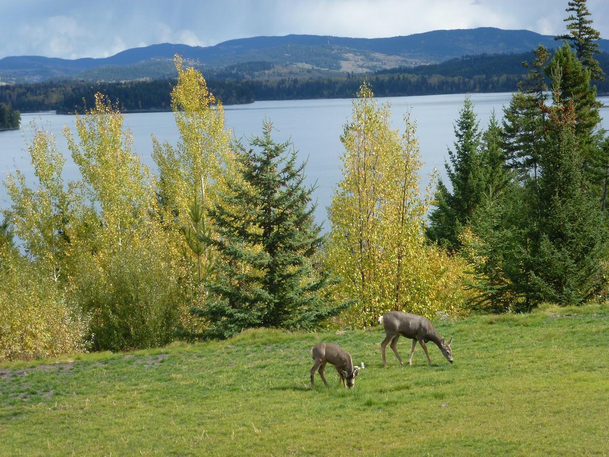 Little Black Bear Lodge/B&B Bridge Lake Экстерьер фото